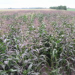 fields of purple corn growing