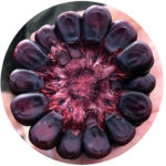 Cross section of purple corn showing anthocyanin color as an example of a pigment that may have nutritional value