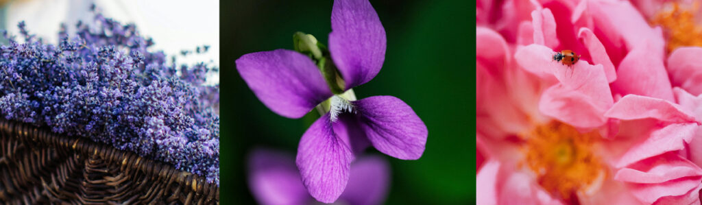 Photographs of three flowers: lavender, violet and rose to represent the trend of botanicals in beverages.